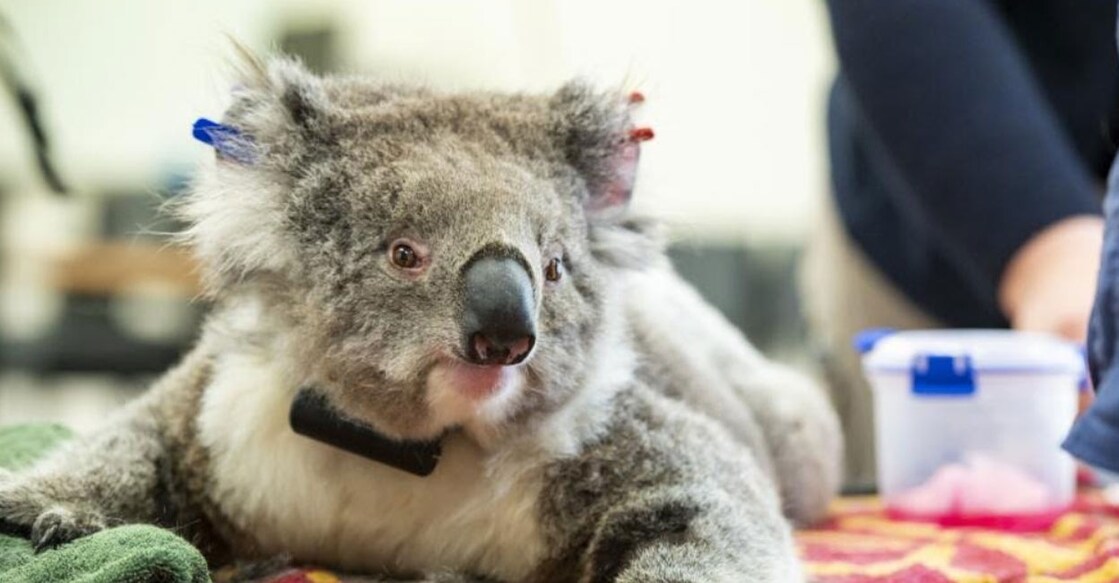 Photo taken on Dec. 6, 2020 shows a female Koala in health check in Melbourne, Australia. (Zoos Victoria/Handout via Xinhua)