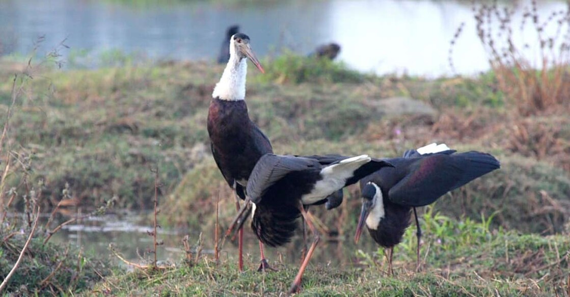 woolly-necked storks