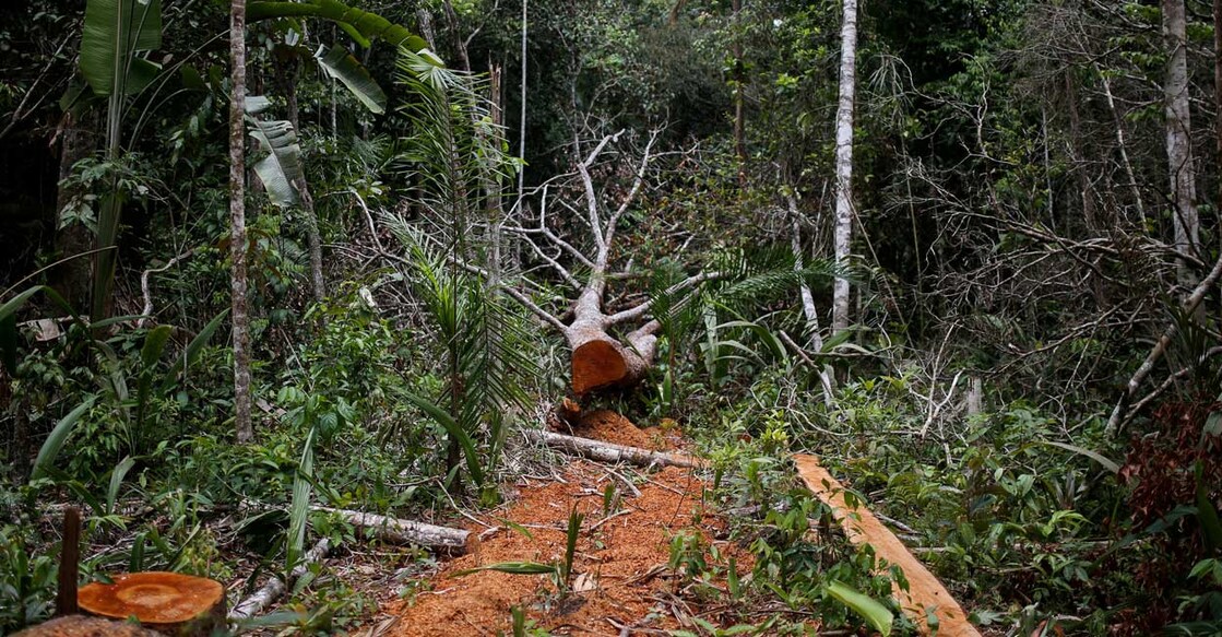 A felled tree is seen in the middle of a deforested area of the Yari plains, in Caqueta, Colombia. File photo: REUTERS/Luisa Gonzalez