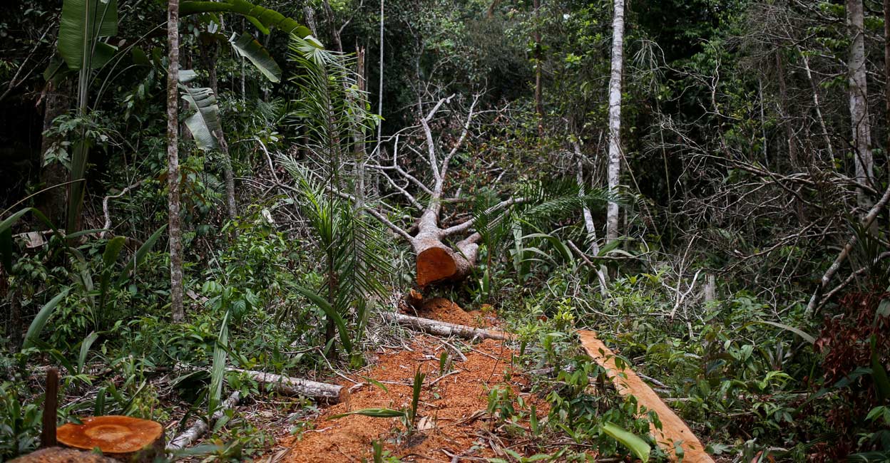 A felled tree is seen in the middle of a deforested area of the Yari plains, in Caqueta, Colombia. File photo: REUTERS/Luisa Gonzalez