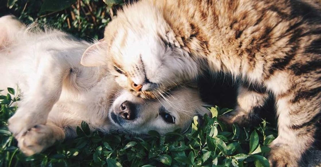 Boost your pet's health using Ayurveda.(photo:IANSLIFE) Representative image: IANS