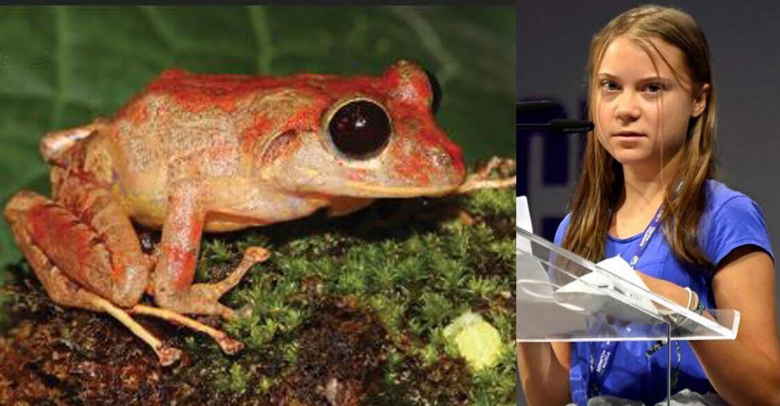 Greta Thunberg Rain frog (L) and Greta Thunberg (R). Photo: ZooKeys, Reuters