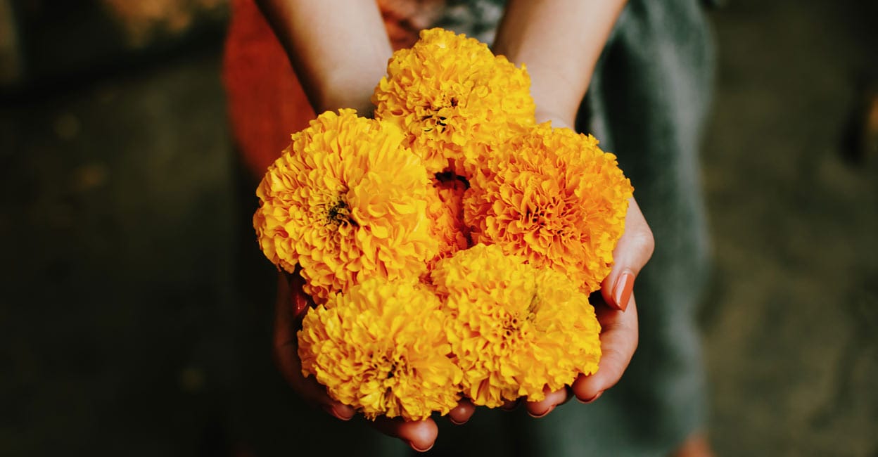 flower flower
