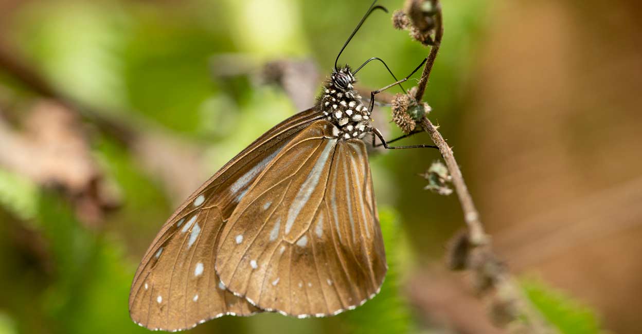 Nilgiri Tiger. Photo: Special arrangement