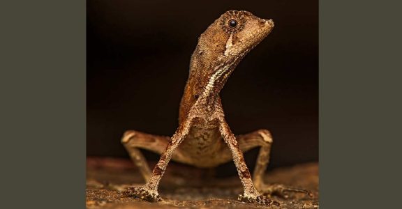 Indian Kangaroo Lizard Indian Kangaroo Lizard