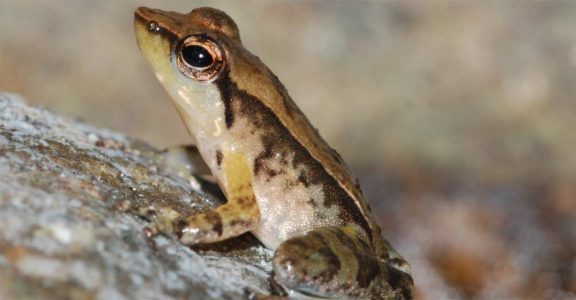 Kallar Torrent Frog Kallar Torrent Frog
