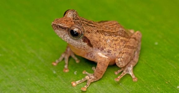 Kani Bush Frog Kani Bush Frog