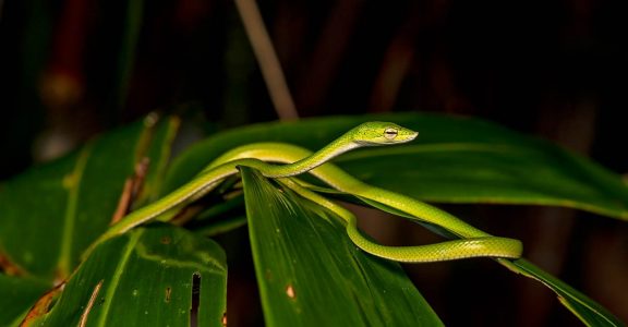 Keeled Vine Snake Keeled Vine Snake