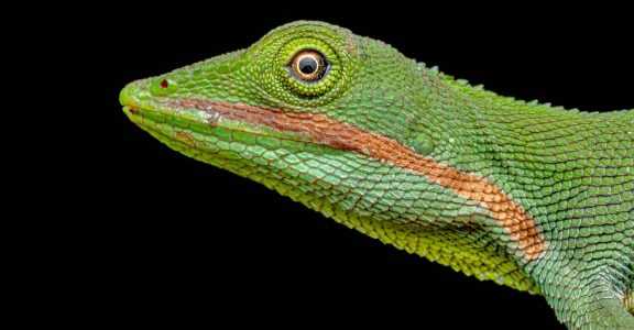 Orange lipped Lizard Orange lipped Lizard