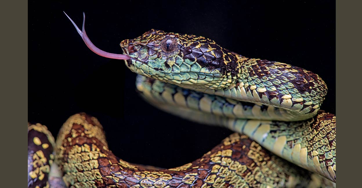 Travancore Pit Viper Travancore Pit Viper