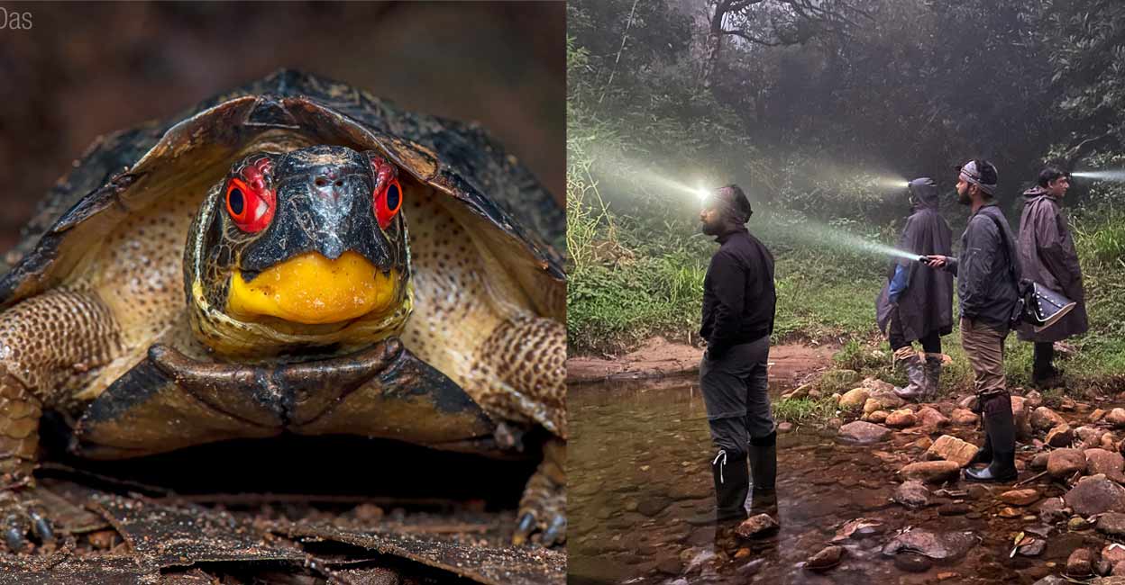 Combo image of Cochin Cane Turtle (L) and surveyors at work. Photo: Special arrangement