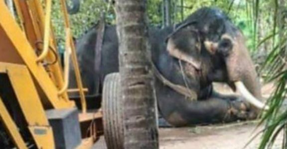 Elephant Mozhoor Kannan Elephant Mozhoor Kannan