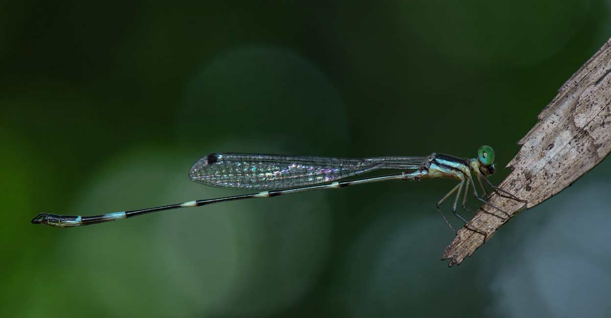 Kannur dentist spots new damselfly species in Western Ghats