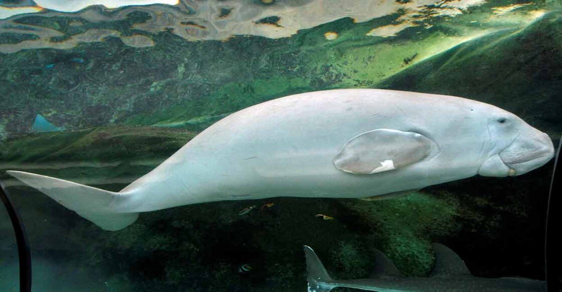 GLOBAL-ENVIRONMENT-WILDLIFE 'Wuru,' a four-year-old female Dugong, swims in her tank at the Sydney Aquarium. Photo: Reuters / Tim Wimborne / File