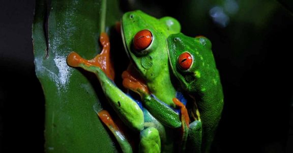 Red-eyed Tree frogs 