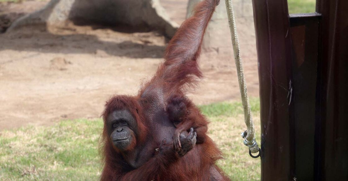 A 5-months-old Bornean baby orangutan is held by its mother at their new enclosure, in Guadalajara, Mexico. Photo:  Reuters/Fernando Carranza/File Photo