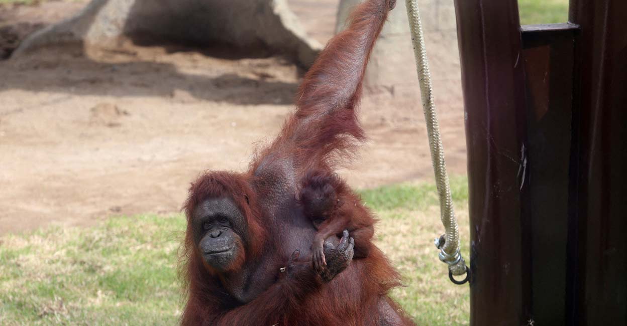 A 5-months-old Bornean baby orangutan is held by its mother at their new enclosure, in Guadalajara, Mexico. Photo:  Reuters/Fernando Carranza/File Photo