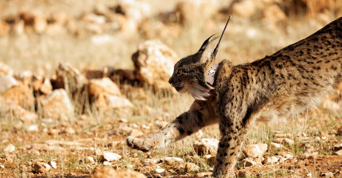 A female Iberian lynx, a feline in danger of extinction, named Ilexa is released with other four lynxes, as part of the European project 'Life LynxConnect' to recover the species in Arana mountain range, in Iznalloz, near Granada. Reuters/Jon Nazca