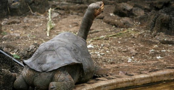 GLOBAL-ENVIRONMENT-EXTINCT GLOBAL-ENVIRONMENT-EXTINCT