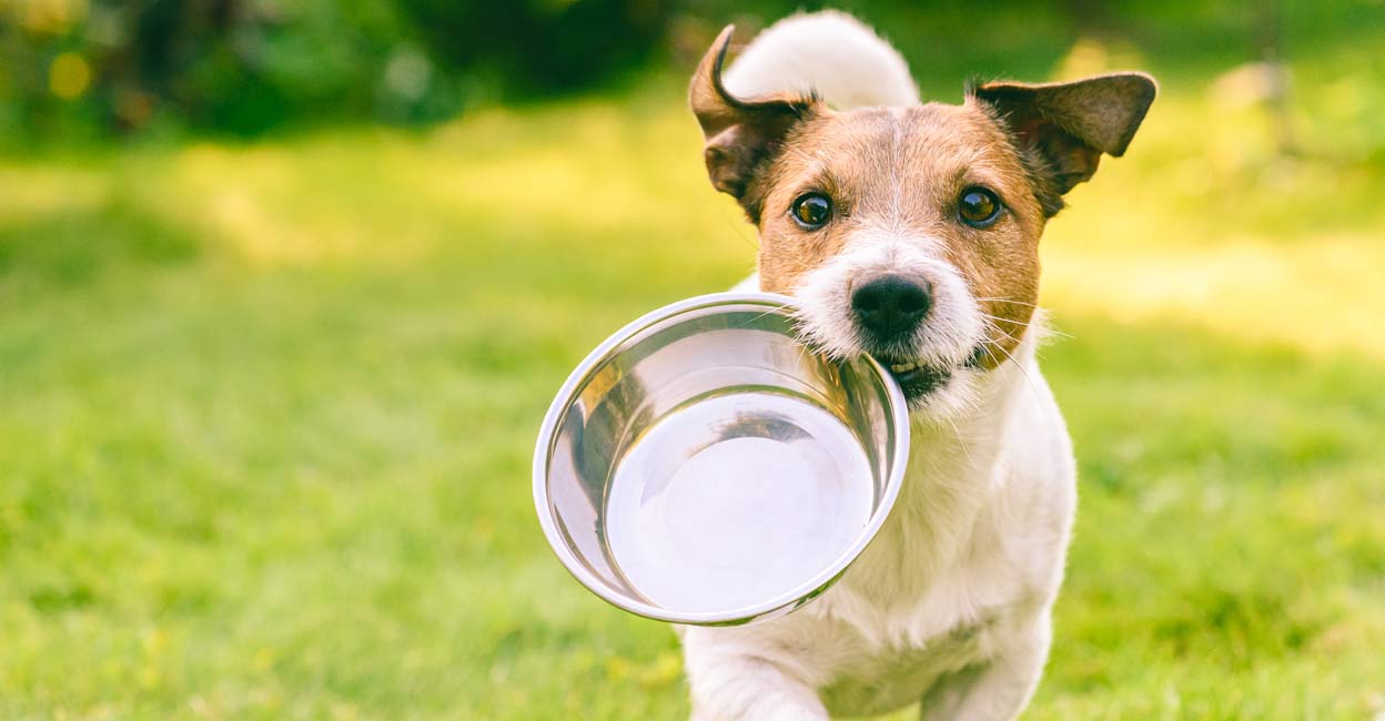 How to take care of your pet’s nutritional needs in winter | Lifestyle News