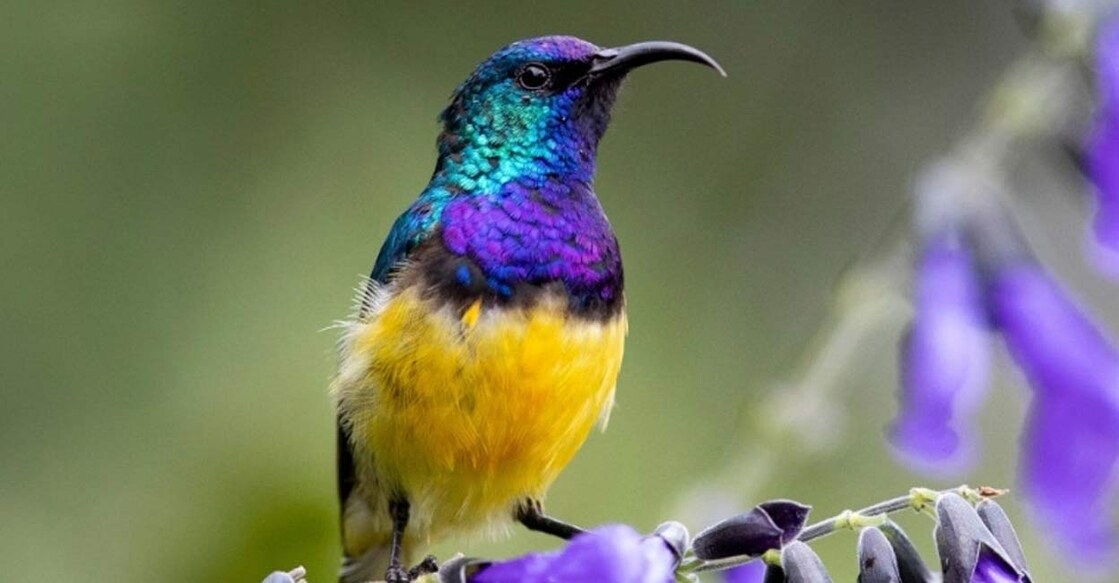 A leading scientific panel has warned millions of species could go extinct unless urgent action is taken. Photo: IANS