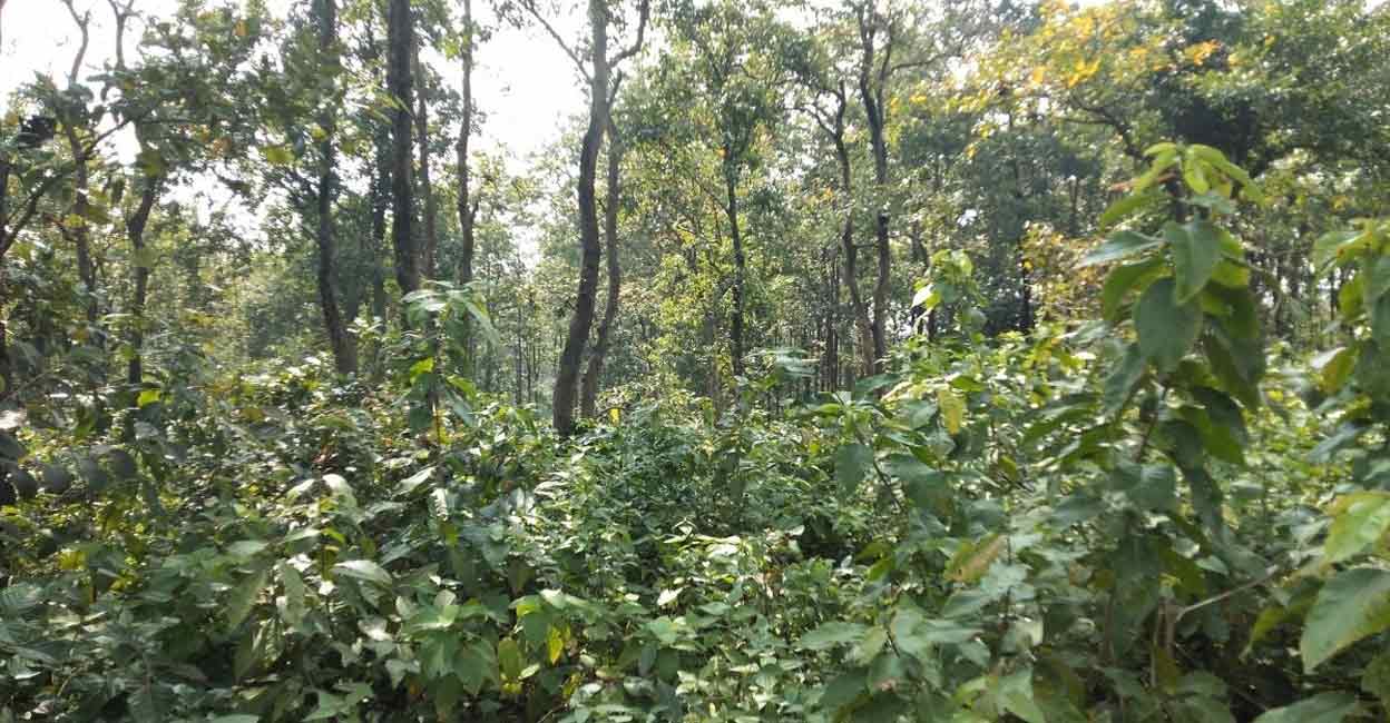 Indigenous communities of Jharkhand have long defended their native forests from exploitation. India has increased its forest area significantly over the past decade: Economic Survey. Photo: IANS