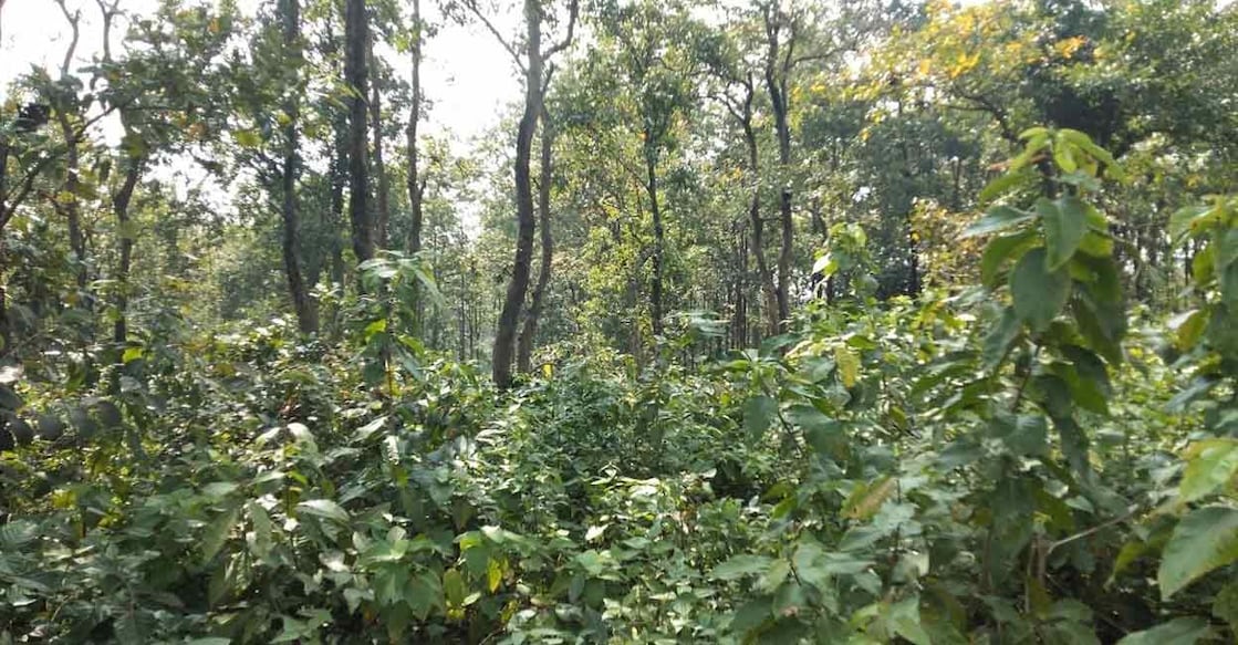 India has increased its forest area significantly over the past decade: Economic Survey. Photo: IANS