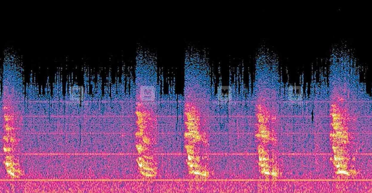 wayanad-sound-wave-main