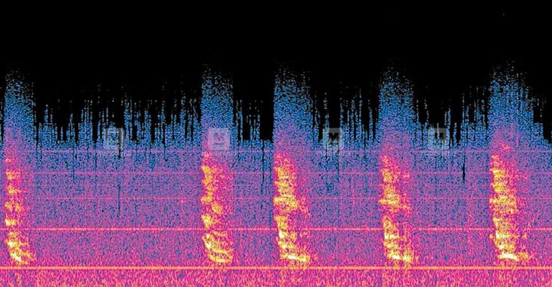 wayanad-sound-wave-main wayanad-sound-wave-main