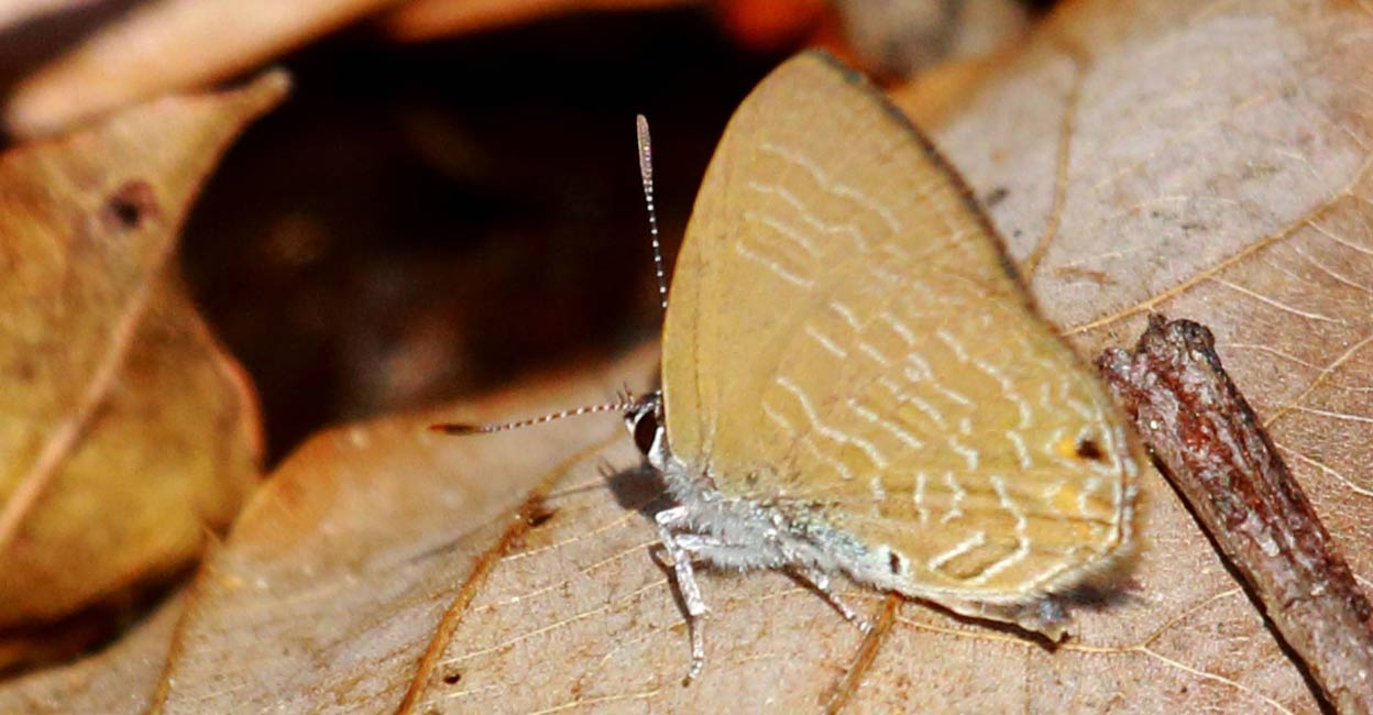 Ciliate-Blue-by-Shaheer-Babu Ciliate-Blue-by-Shaheer-Babu