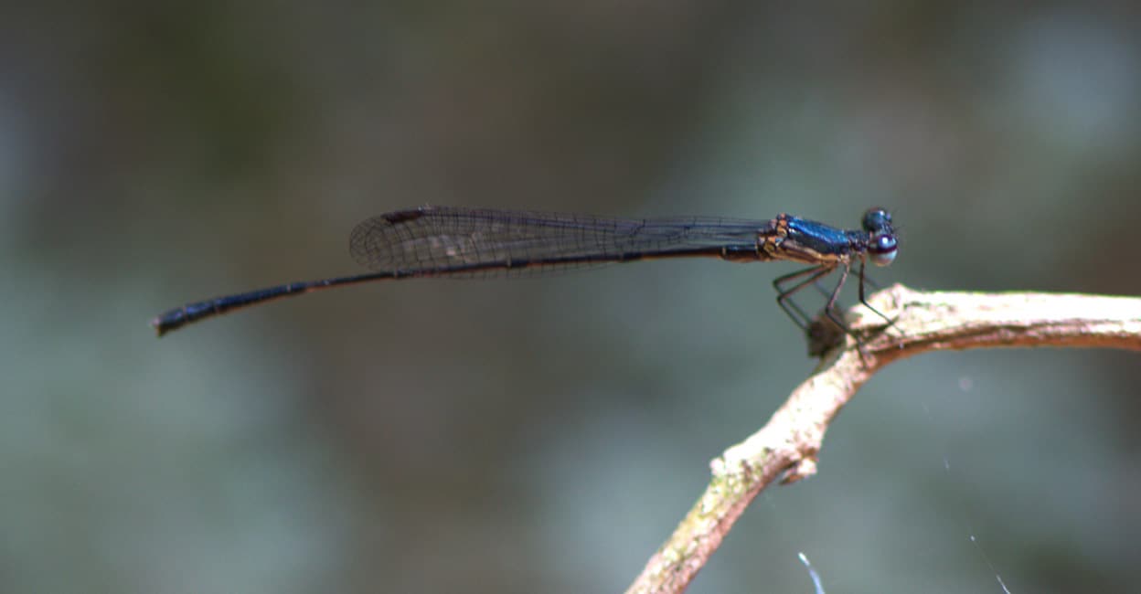 Elattoneura-tetrica-by-Vinayan-P-Nair- Elattoneura-tetrica-by-Vinayan-P-Nair-