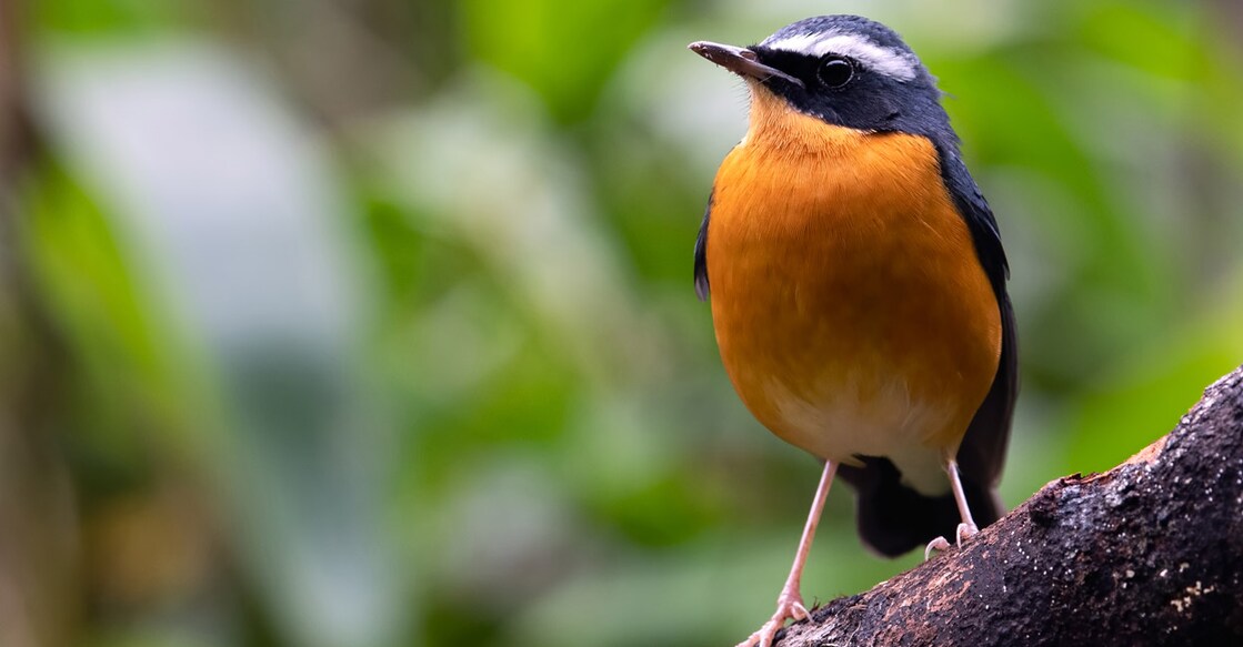 Indian Blue Robin : Dr Anoop R