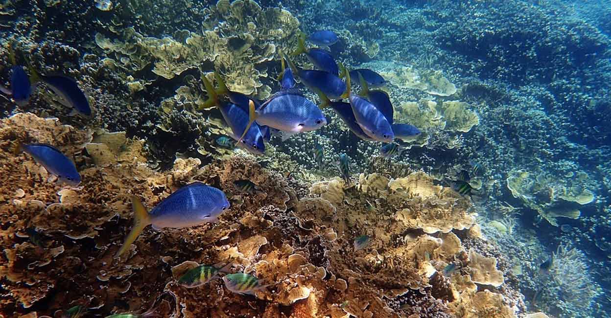 'Above-average water temperatures led to a mass coral bleaching event late in the summer.' Photo: IANS