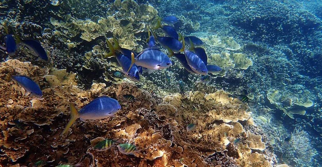 'Above-average water temperatures led to a mass coral bleaching event late in the summer.' Photo: IANS