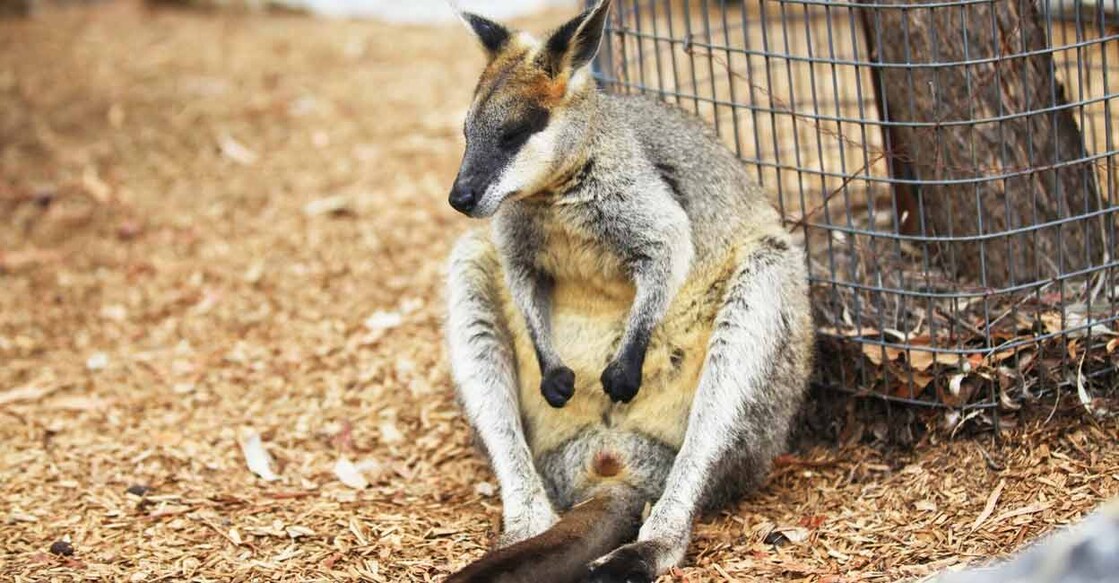 A file picture shows a kangaroo taking a break at the National Zoo & Aquarium in Canberra, capital of Australia. Photo: IANS