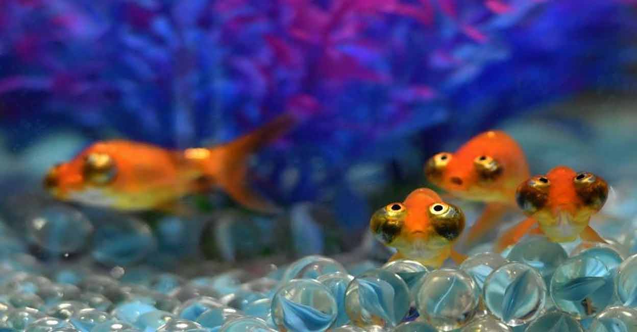 Photo taken on Sept. 23, 2020 shows goldfish exhibited at a museum of Sanfangqixiang (Three Lanes and Seven Alleys), a scenic spot in Fuzhou, southeast China's Fujian Province. (Xinhua/Wei Peiquan/IANS) The globally popular goldfish was first domesticated over a thousand years ago. Photo: IANS