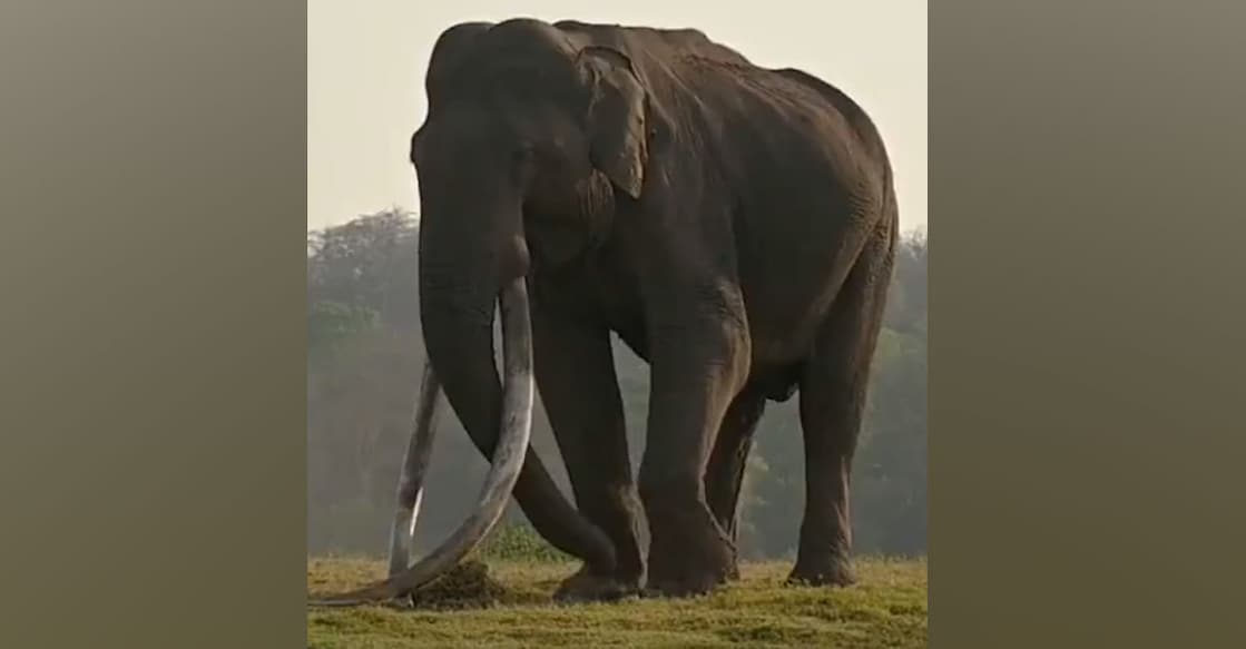 Bhogeshwara Bhogeshwara's tusks were 2.58 metres and 2.35 metres long. Photo: Twitter/ Shobha Karandlaje