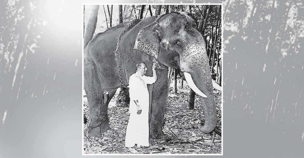 Young Ravi, the elephant Young Ravi, the elephant