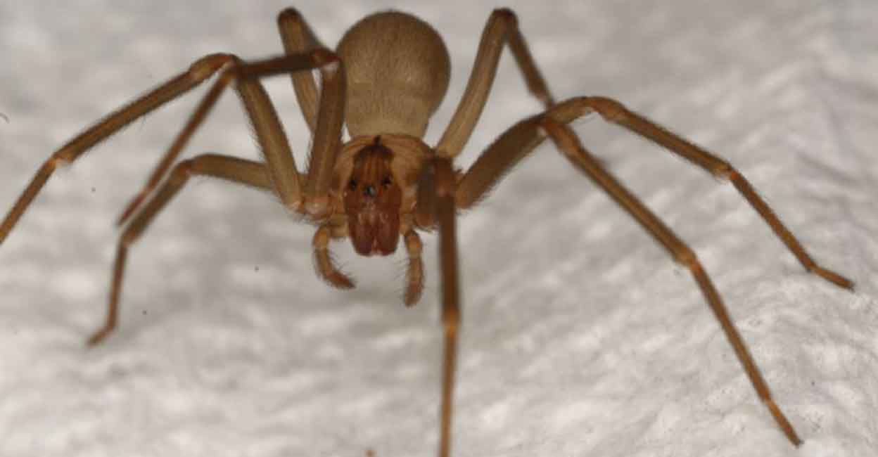 spider Image used for representational purpose. Photo: IANS