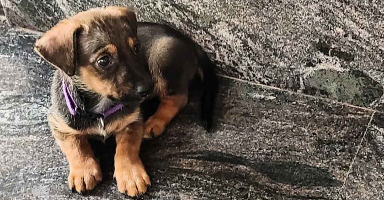 The full range of puppy vaccinations begin from as early as 6-8 weeks of age.