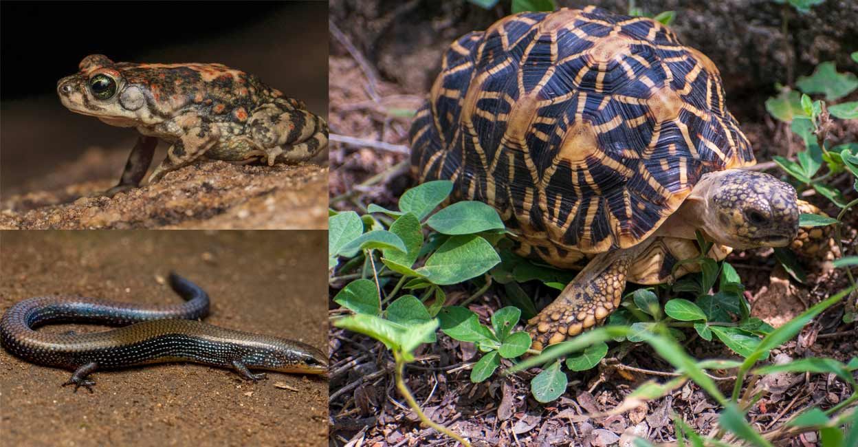 The protected forest area that sprawls in more than 230 square kilo metres was divided into 28 camps in order to conduct the survey. Photos: Special arrangement