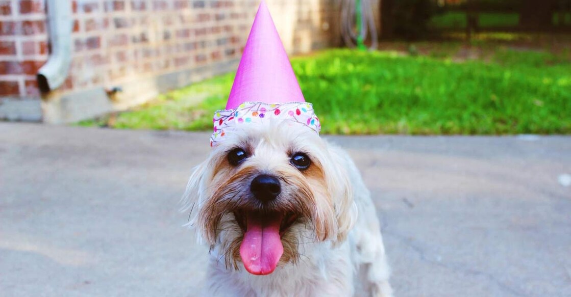'Pawsome' ways to celebrate your dog's birthday. Photo: IANS