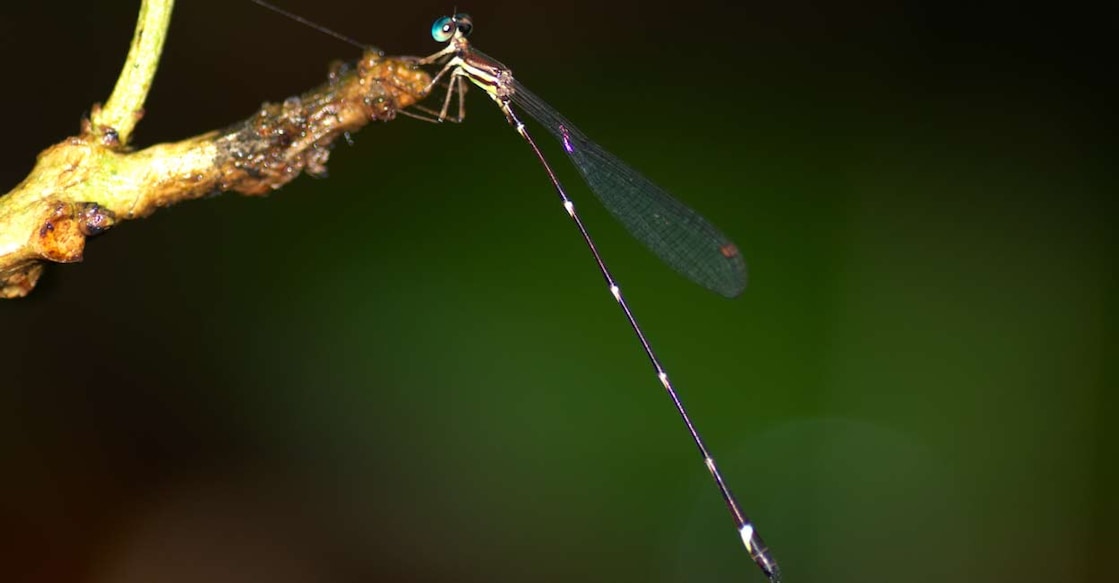 The genus Protosticta Sels, 1885 consists of slender built damselflies commonly known as Reed- tails or Shadow-damsels. 
