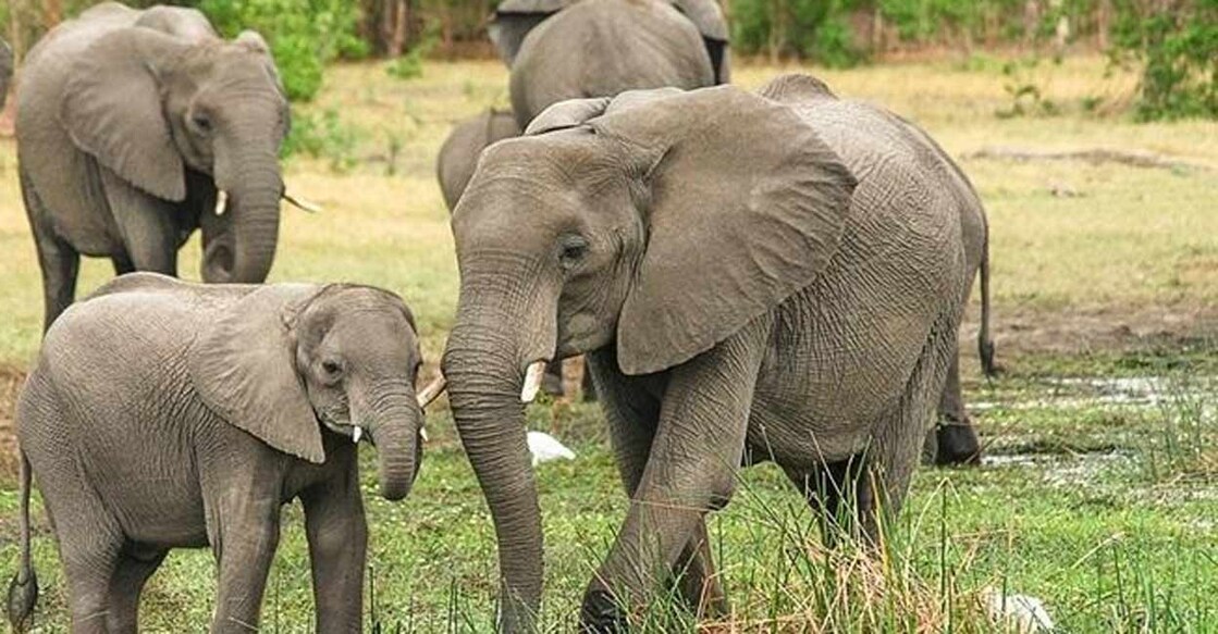 Five ideas that can help protect India's elephant population(IANSLIFE)
