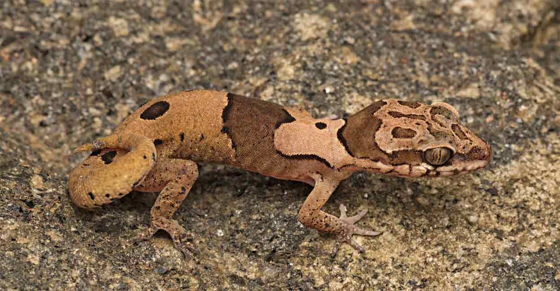 Bent-toed geckos are found across south and southeast Asia with 330 species and about 42 species are known from India. Photo: Special arrangement
