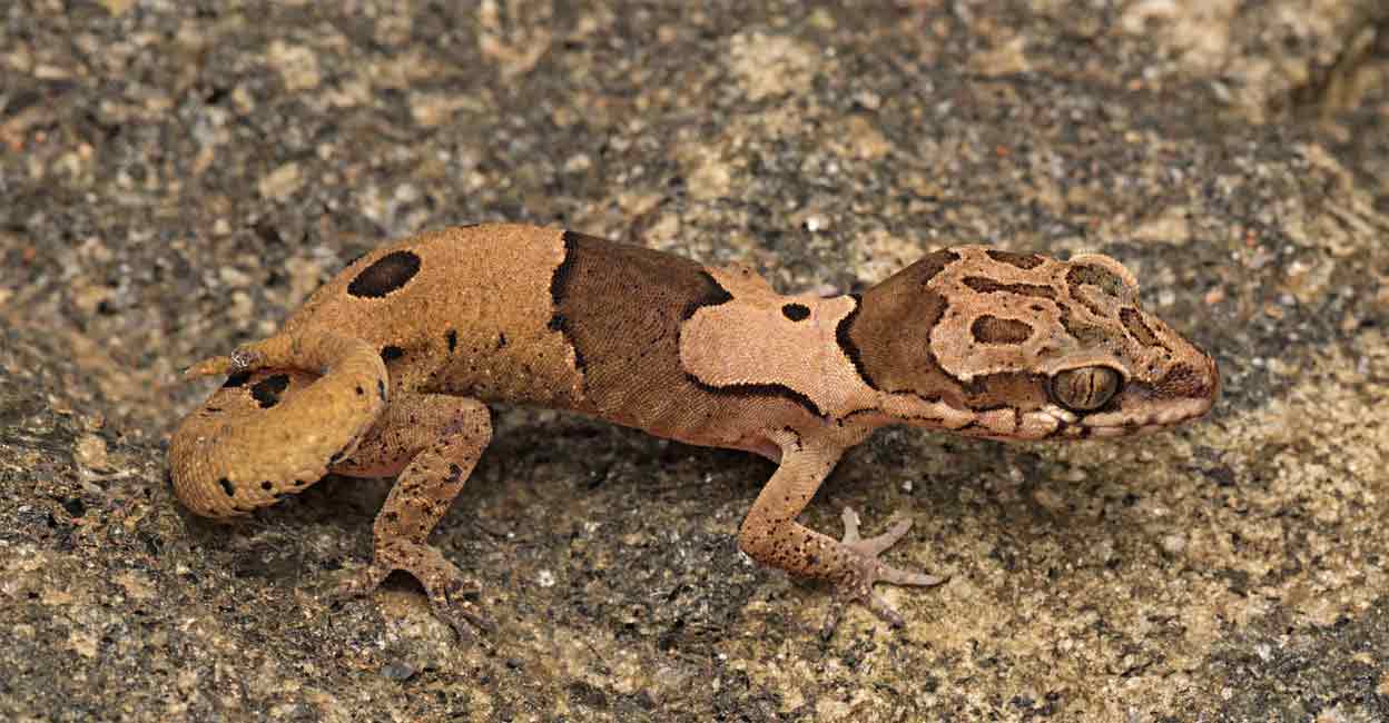 Bent-toed geckos are found across south and southeast Asia with 330 species and about 42 species are known from India. Photo: Special arrangement