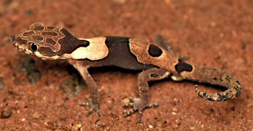 New species of bent-toed gecko came upon from Agasthyamalai hills | Way of life Information