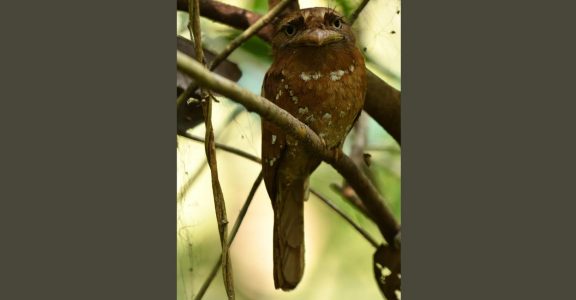 Cylon Frogmouth Cylon Frogmouth