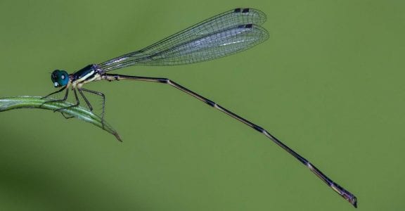 Protosticta antelopoides Protosticta antelopoides