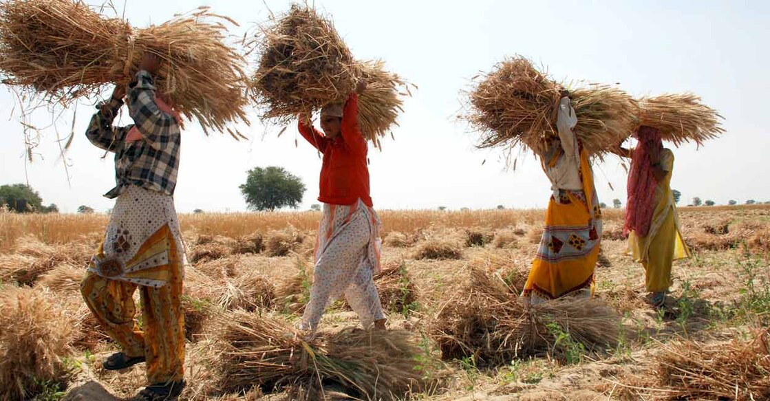 Farmers carry bundles of wheat on their heads at a farm in Mathura. Photo: Reuters/K.K. Arora/Files